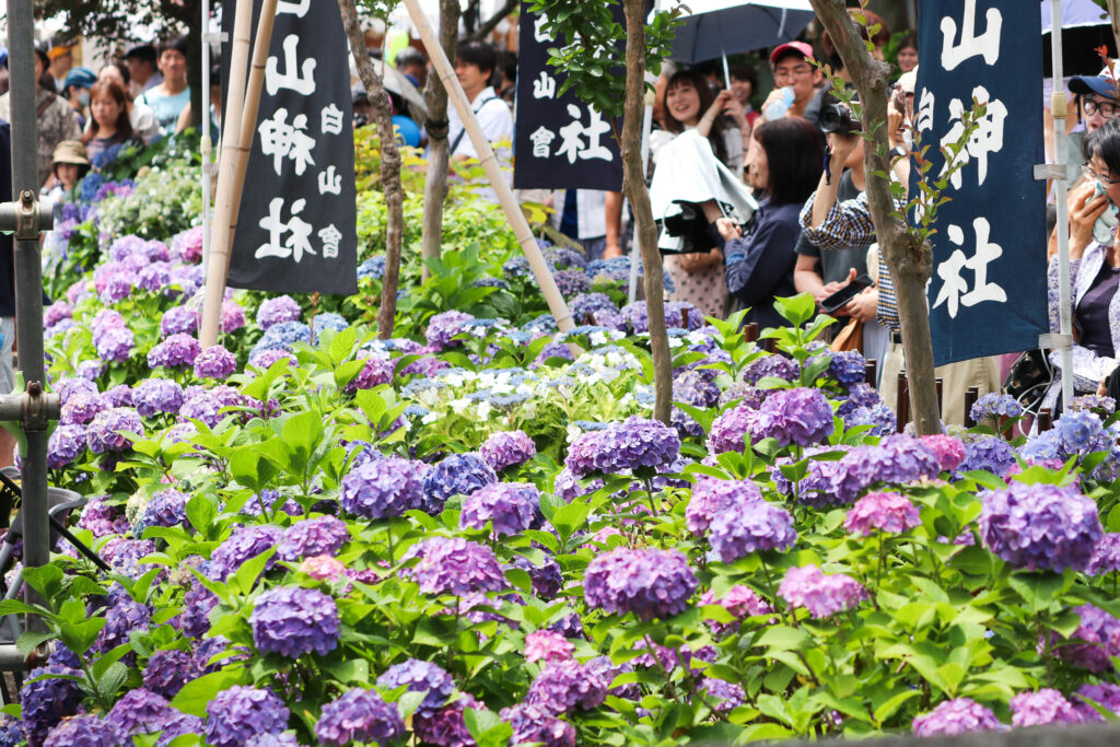 文京あじさいまつり